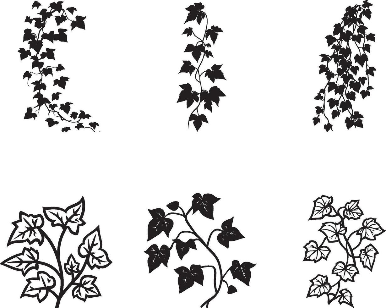 Collection of Ivy clean simple silhouette black vector