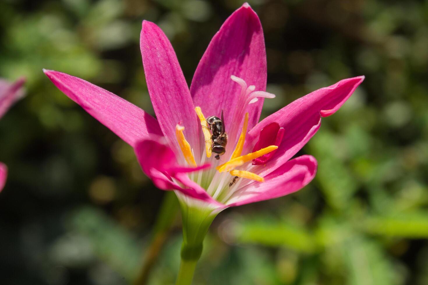 a bee on a pink flower with yellow pistil photo