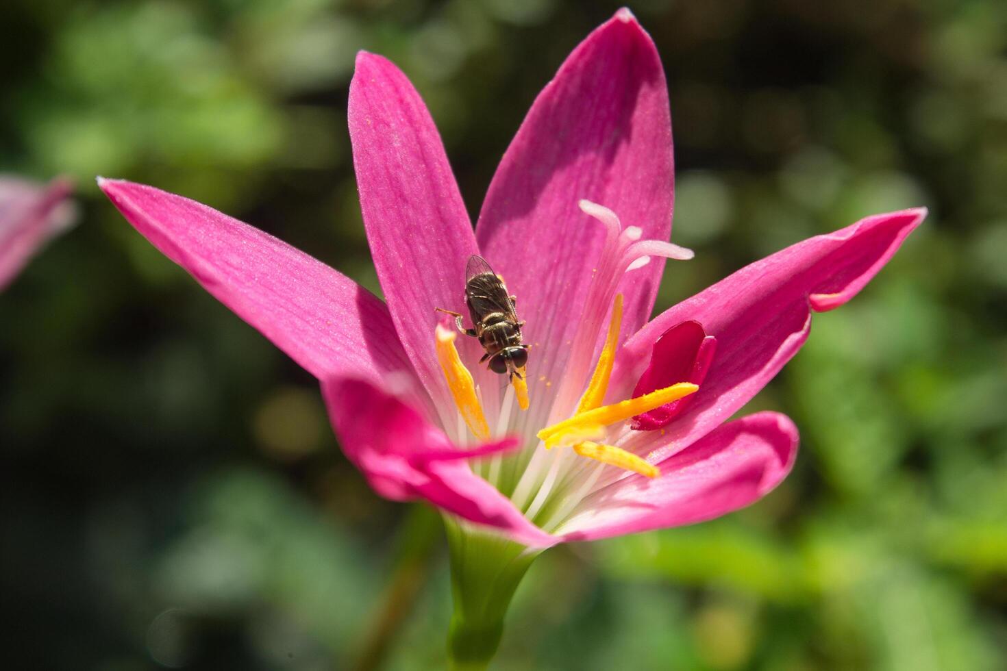 a bee on a pink flower with yellow pistil photo