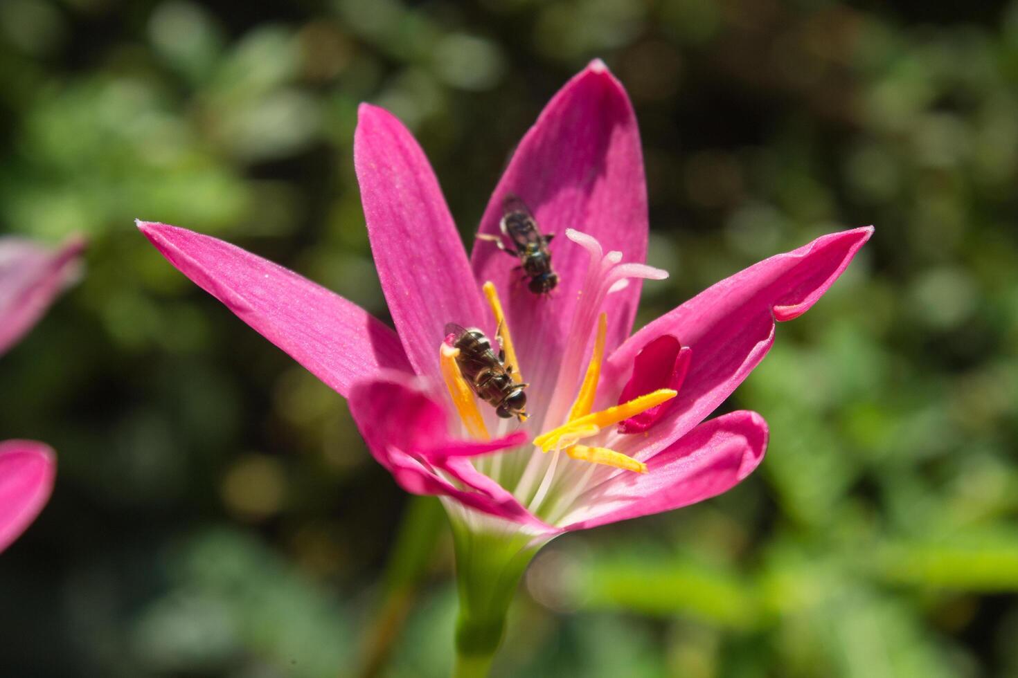a bee on a pink flower with yellow pistil photo