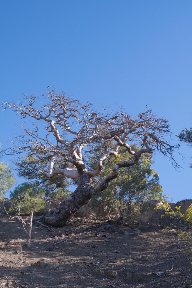 Nature of Crimea. Dry tree. juniper and Stankevich pine. Village New World. photo