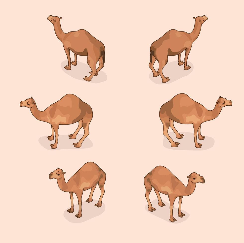 Isometric camels 3 angles vector