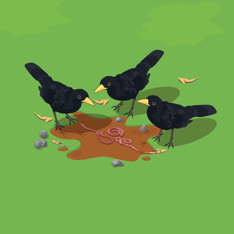 Black crows in the green grass garden eating worms vector