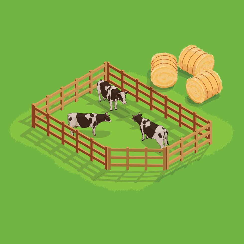 Isometric Cows in the farm - fenced and hays vector