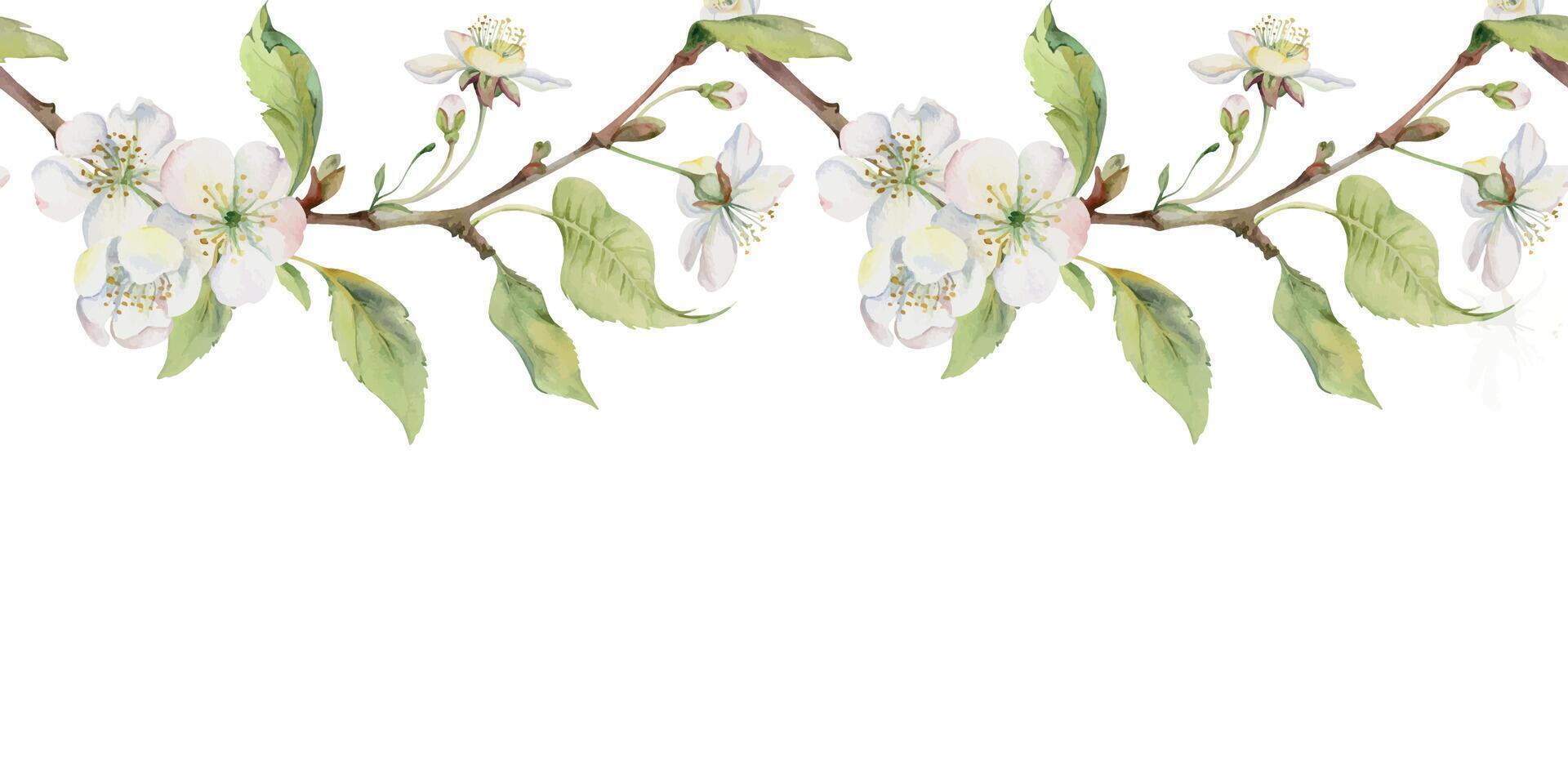 Cherry sakura apple white flower and bud with green leaves on branches, hand drawn in watercolor, wildflower botanical illustration. Seamless isolated banner, for scrapbooking, wedding, florist shop vector