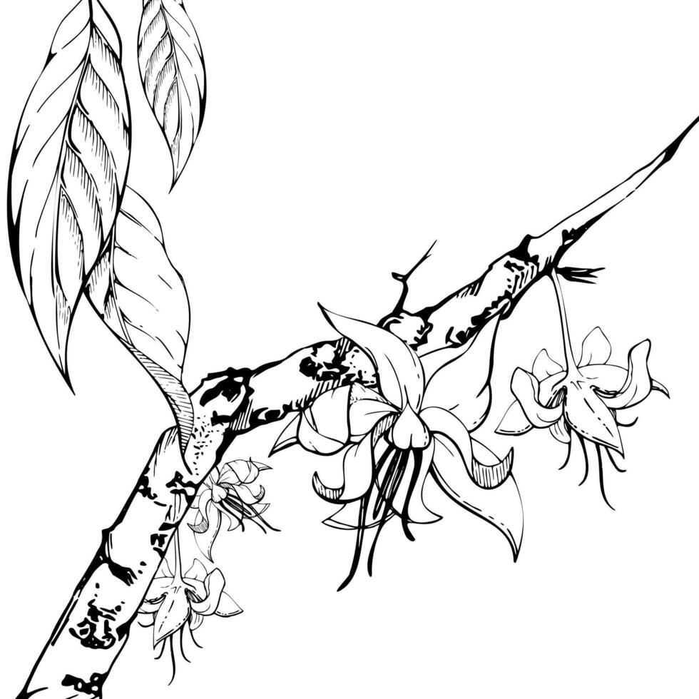 Nature tropical exotic coffee cocoa cacao tree branch, flowers leaves. Hand drawn ink illustration isolated white background. Design travel, cafe shop brochure, print, botanical garden ads vector