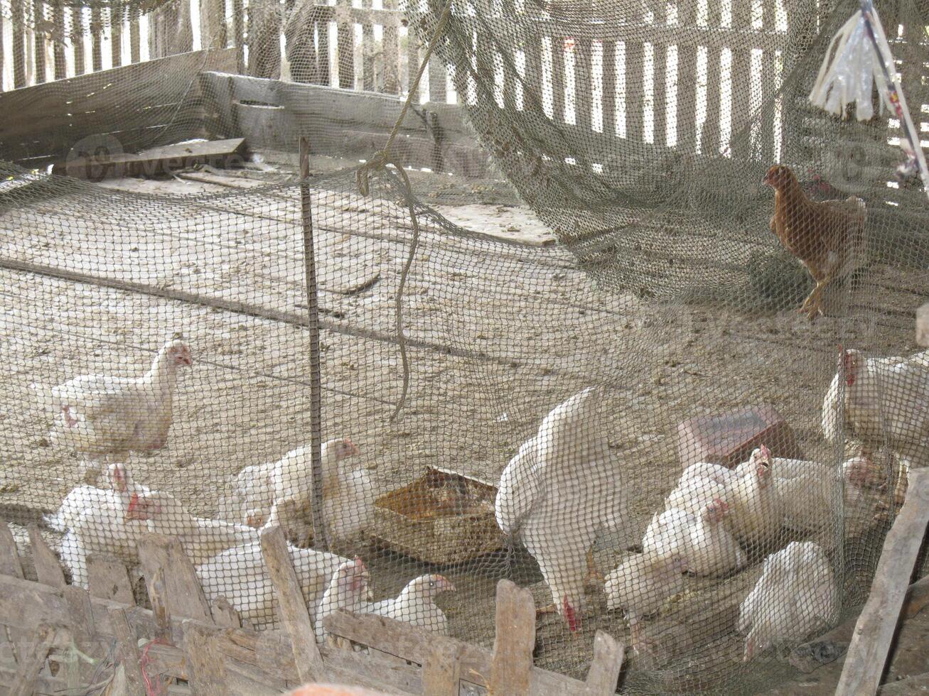 group of hens behind net in local chicken Thai farm photo