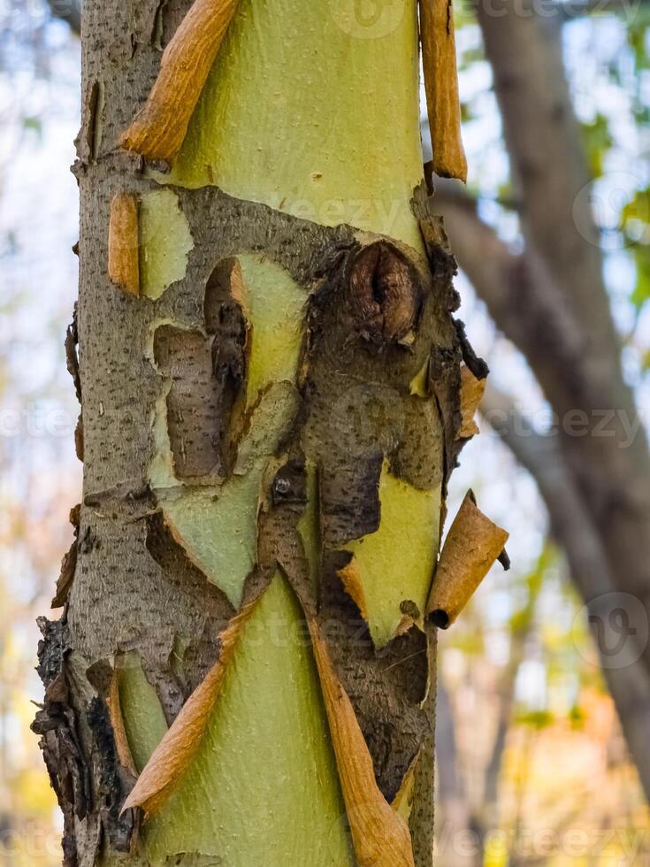 Close-up of the bark of a common sycamore or Platanus hispanica with the bark plates separating. photo
