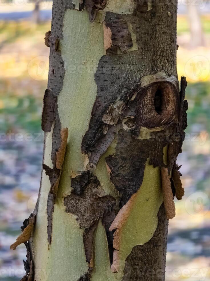 Close-up of the bark of a common sycamore or Platanus hispanica with the bark plates separating. photo