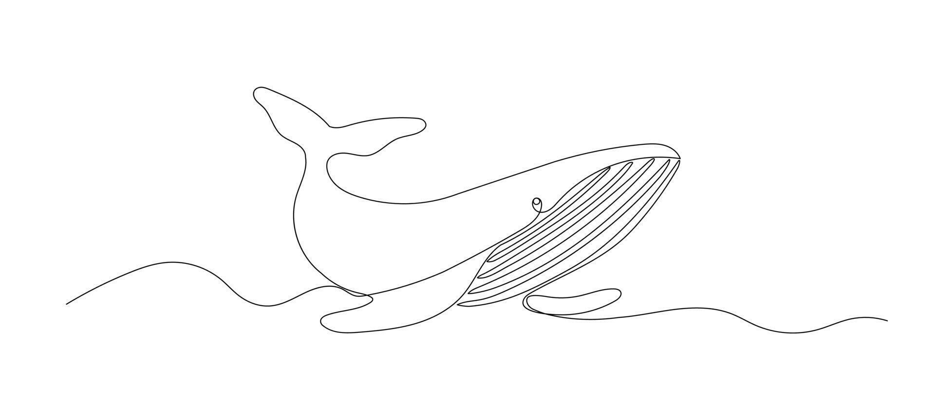 Whale one line sketch. Hand drawn doodle illustration isolated on white background. Sea animal drawing vector