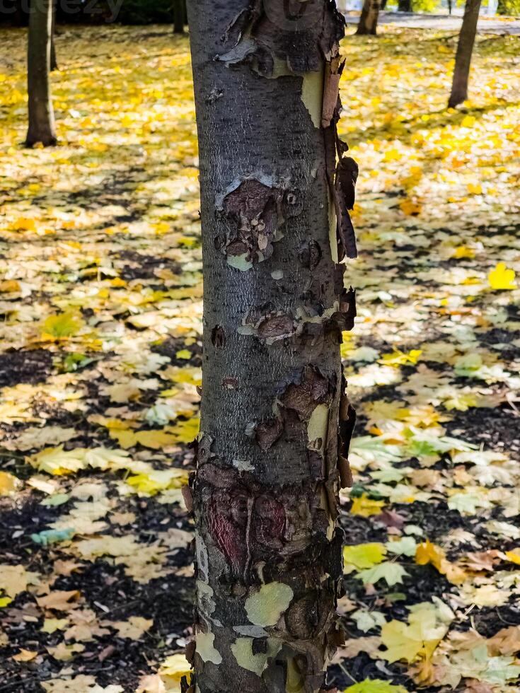 Close-up of the bark of a common sycamore or Platanus hispanica with the bark plates separating. photo