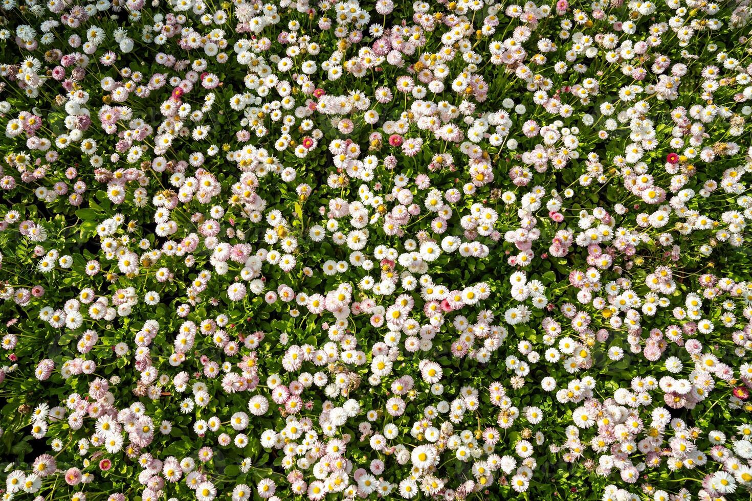 Blooming Bellis perennis pomponette, English Daisy flowers grow in the garden closeup, soft focus. photo