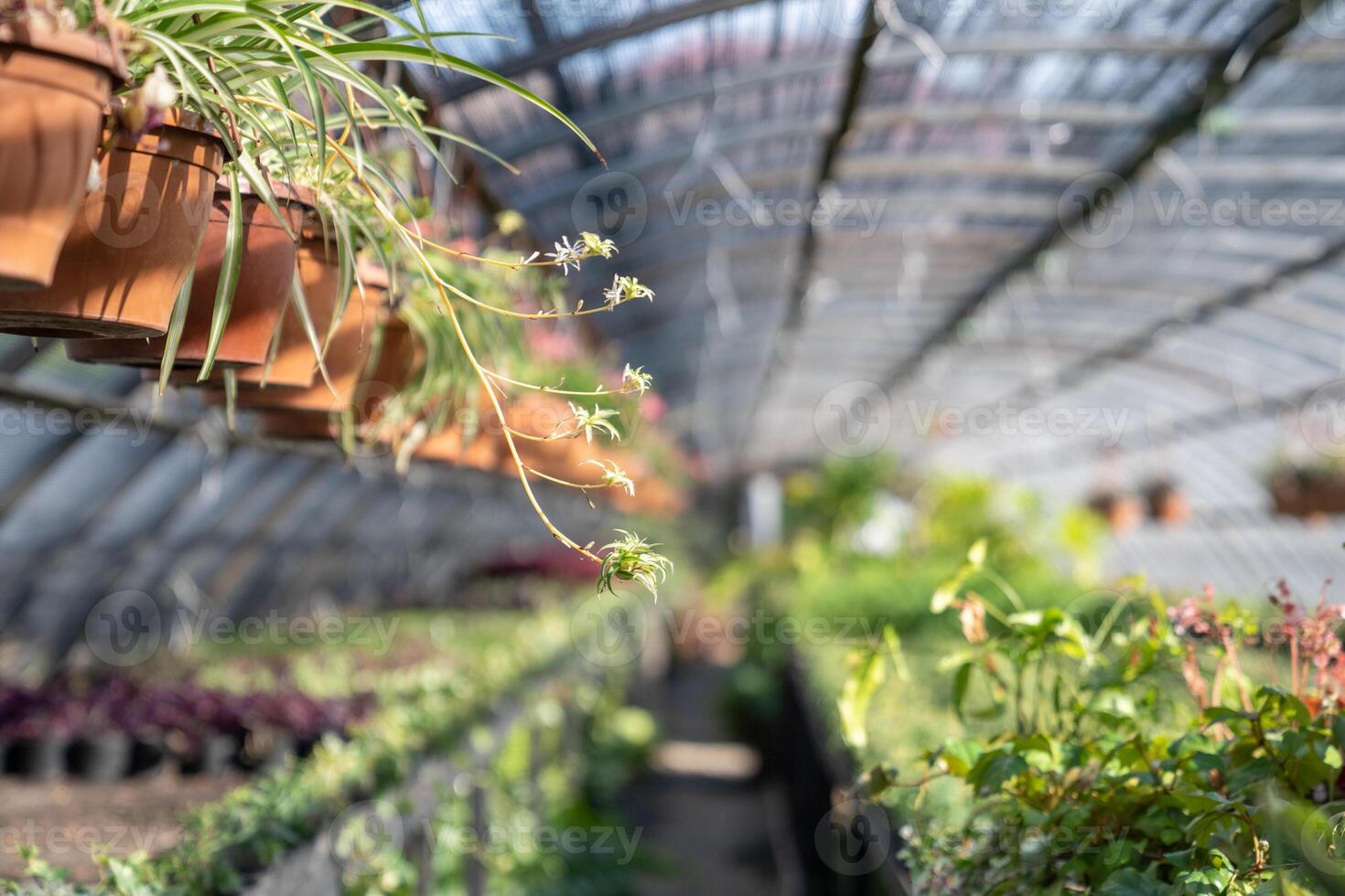 Interior of greenhouse with hanging plants in flower pots. Growing flowers in hothouse for sale. photo
