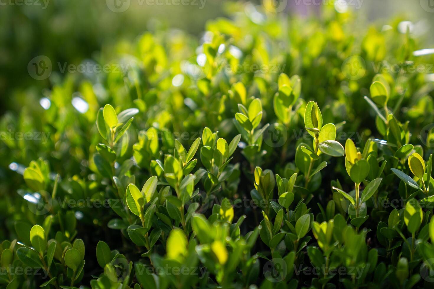 Closeup of green foliage of boxwood Buxus microphylla on sunlight. photo