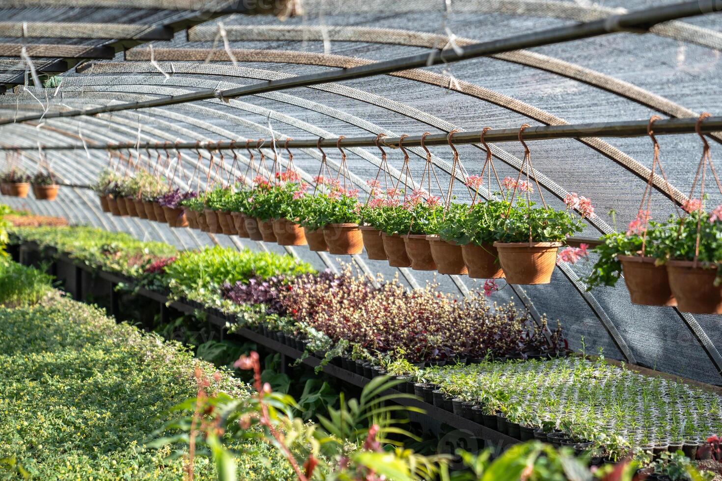 Decorative plants and flowers prepared for sale growing in pots in nursery garden on sunny day photo
