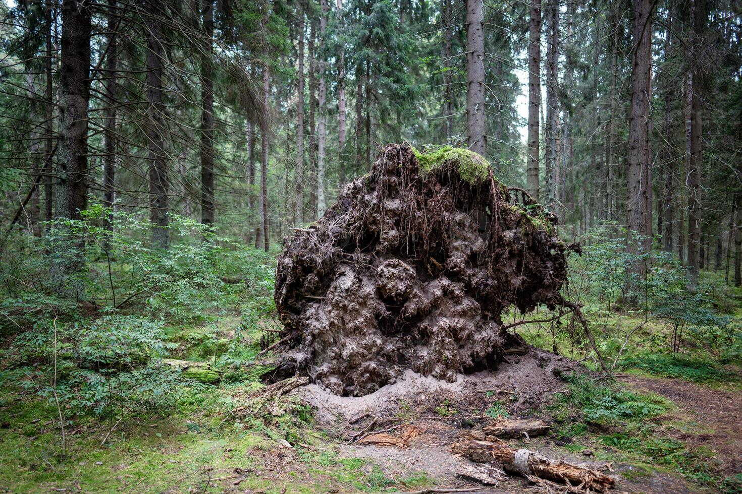 Tree with exposed broken roots, felled by wind during hurricane in middle of forest on edge of woods photo