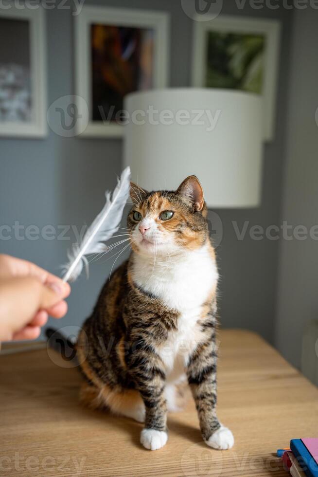 Cute cat attentive looking on feather in owner hand, curious sniffs get ready to catch toy with paws photo