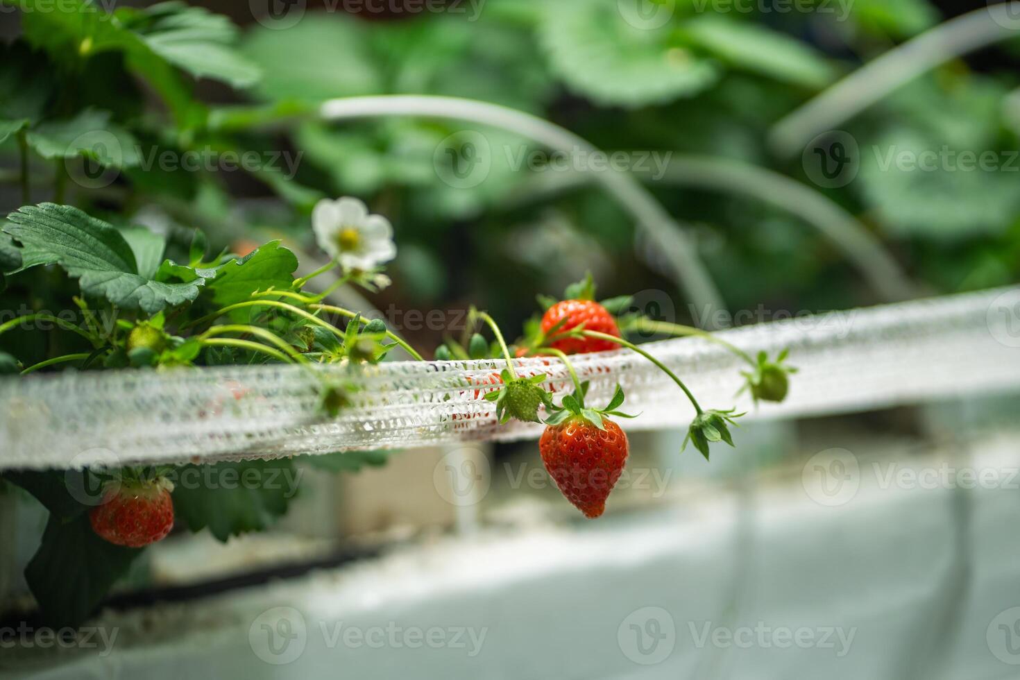 Strawberry filled greenhouse shelf with specialized pollination, fertilization and irrigation system photo