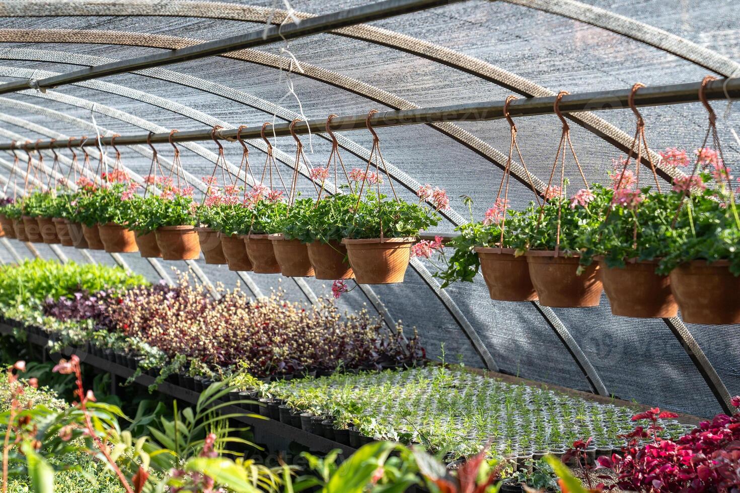 Decorative plants and flowers prepared for sale growing in pots in nursery garden on sunny day photo