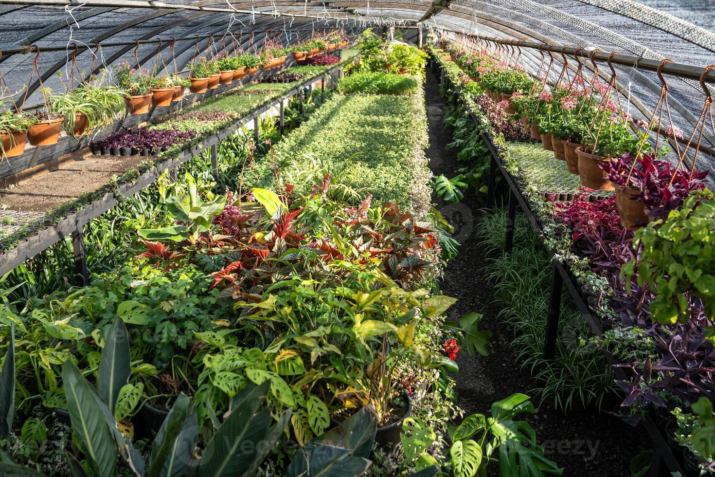 Interior of sunny greenhouse with plants. Flowers prepared for sale growing in hanging pots. photo