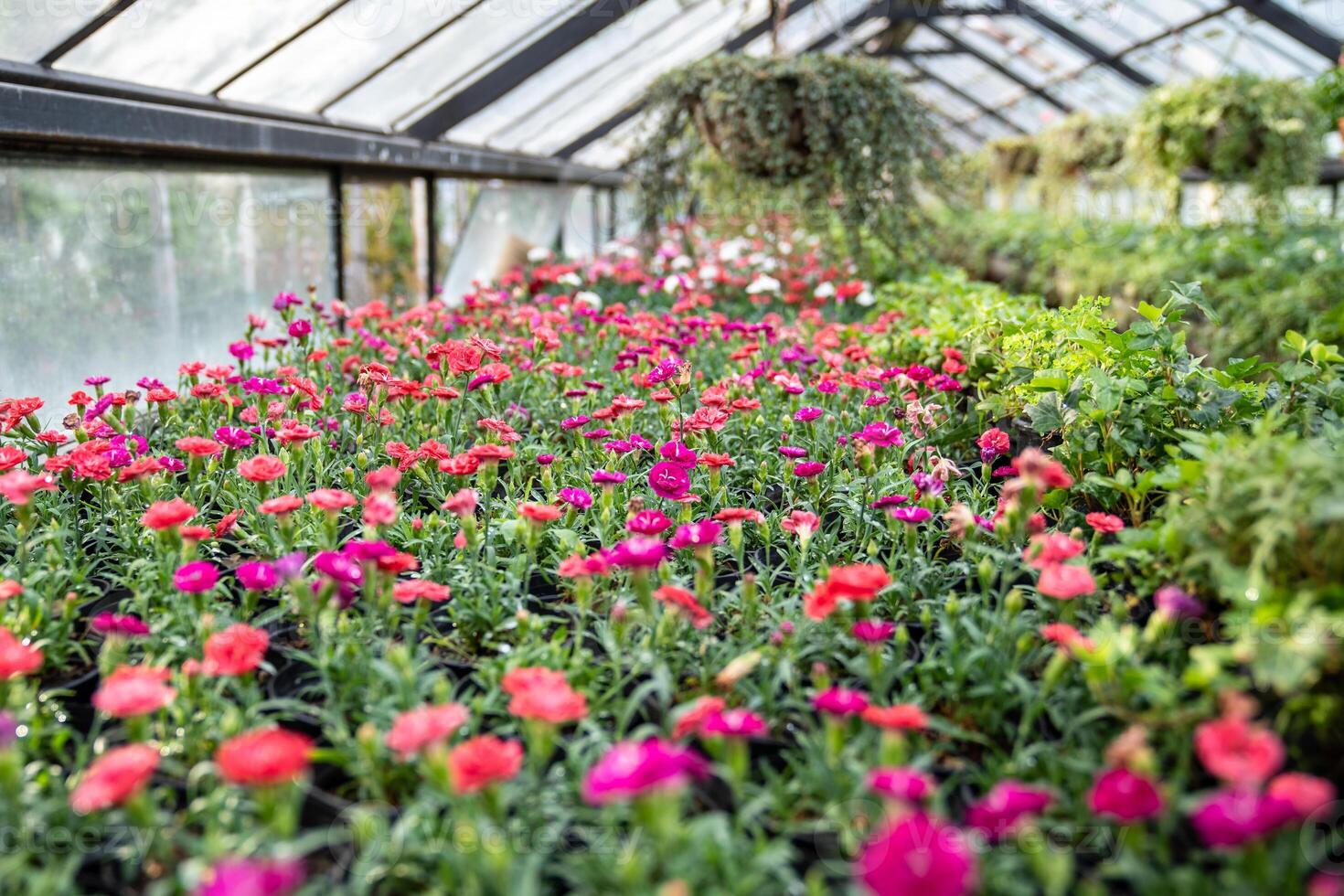 Interior of greenhouse with blooming dianthus, soft focus. Flowers prepared for sale in glasshouse. photo