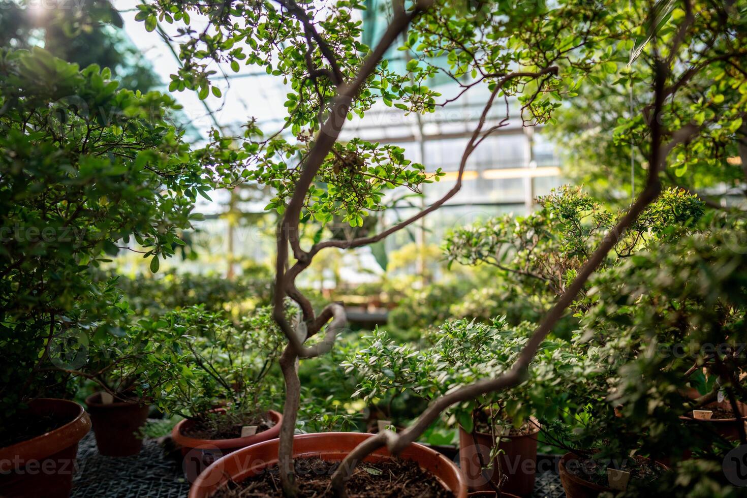 Potted plants in greenhouse lit by sunlight. Tropical shrub and trees in glasshouse inside photo