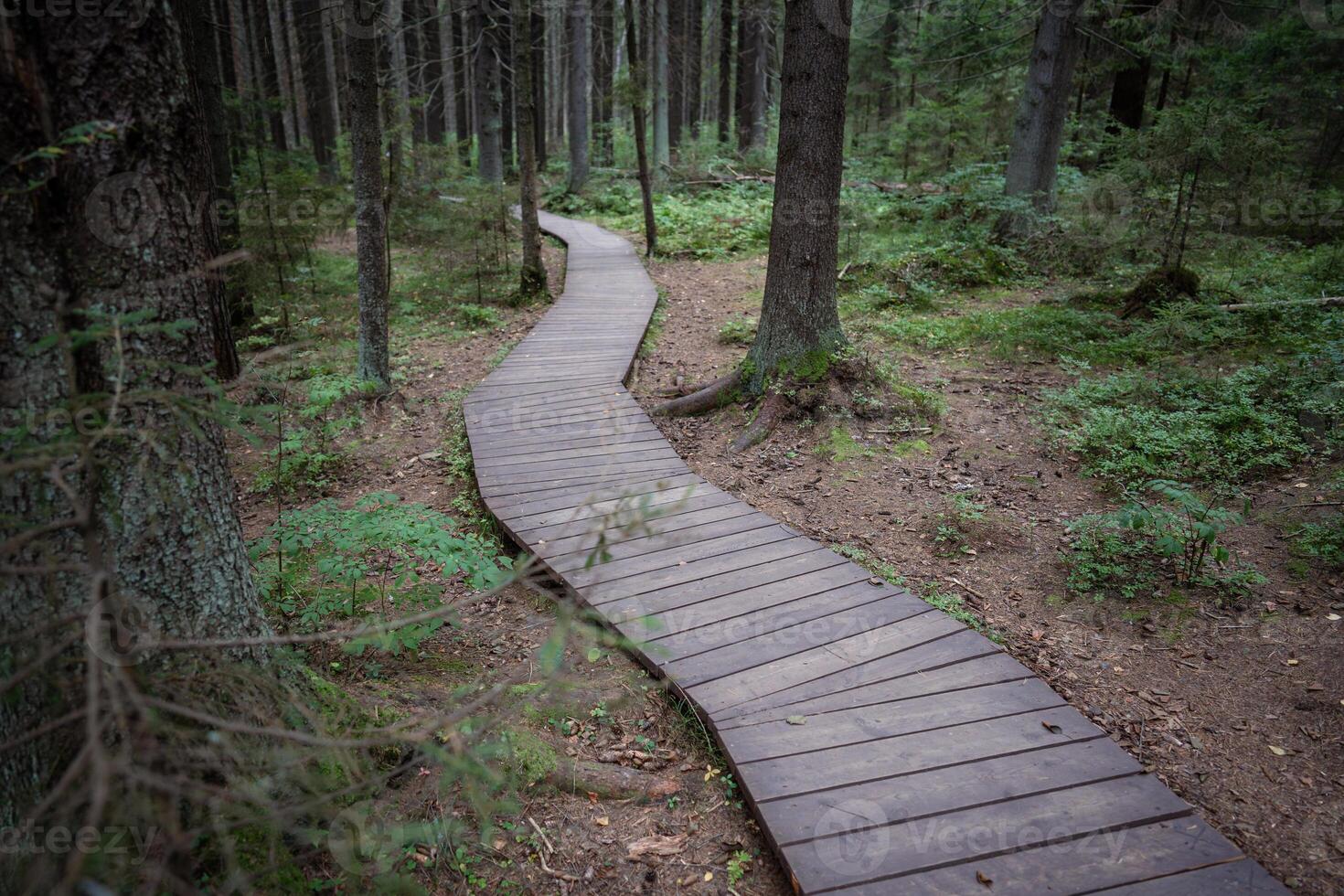 Ecological winding wooden plank path through dark coniferous spruce woods, autumn forest. photo