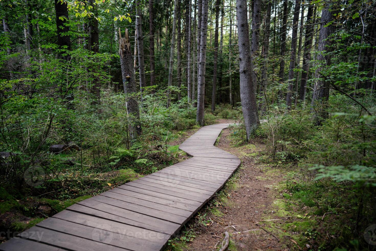 Empty ecological trail in dense dark coniferous forest in autumn. Hiking trail in woodland photo