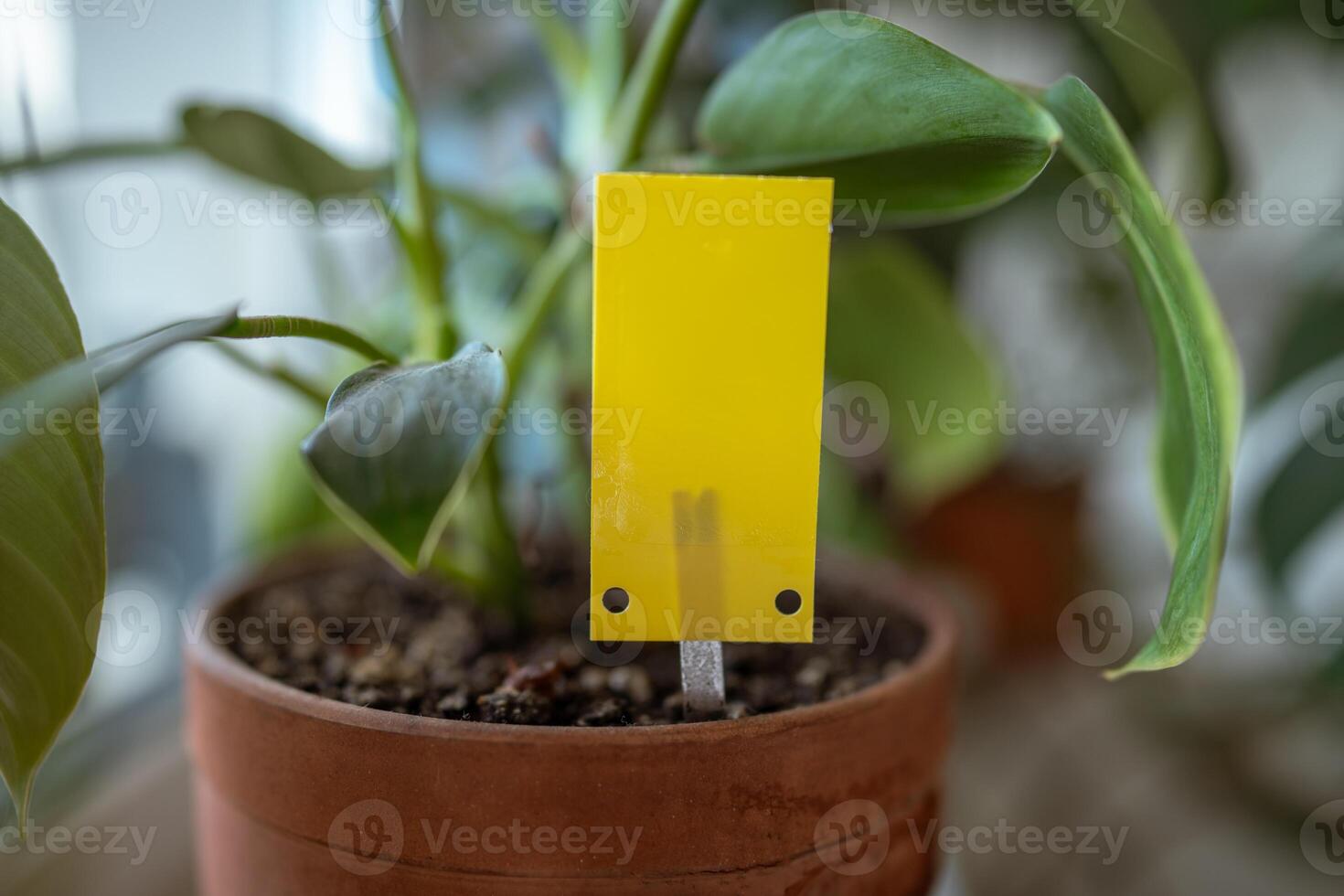 Yellow sticky trap closeup closeup. Flypaper for Sciaridae. Insect pest control. photo