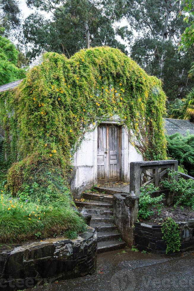 Overgrown old greenhouse in garden in rainy day. Orangery house covered with blooming ivy plants photo