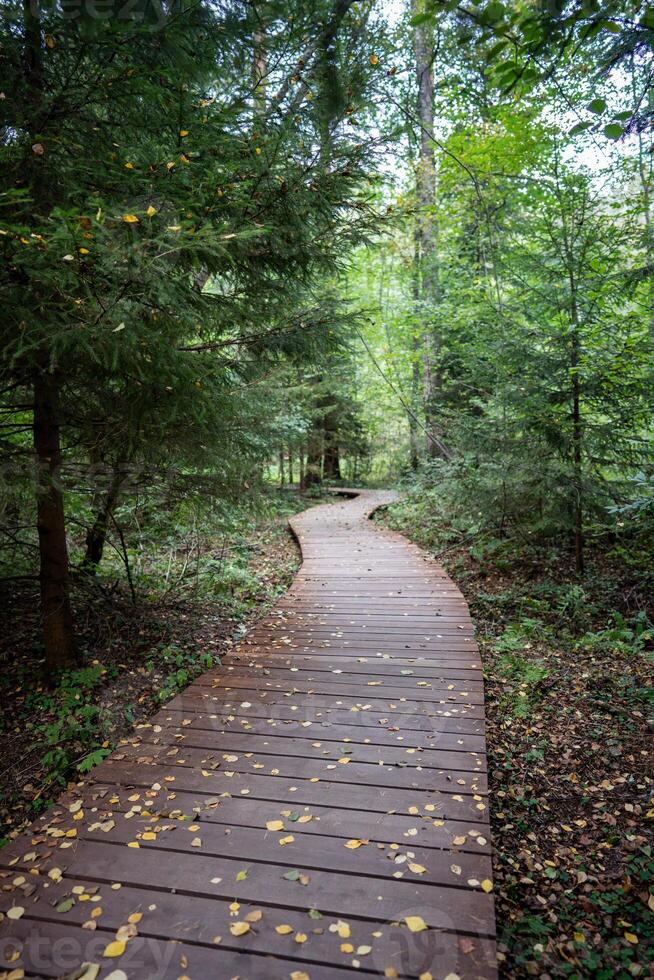 Empty ecological trail in dense dark coniferous forest in autumn. Hiking trail in woodland photo