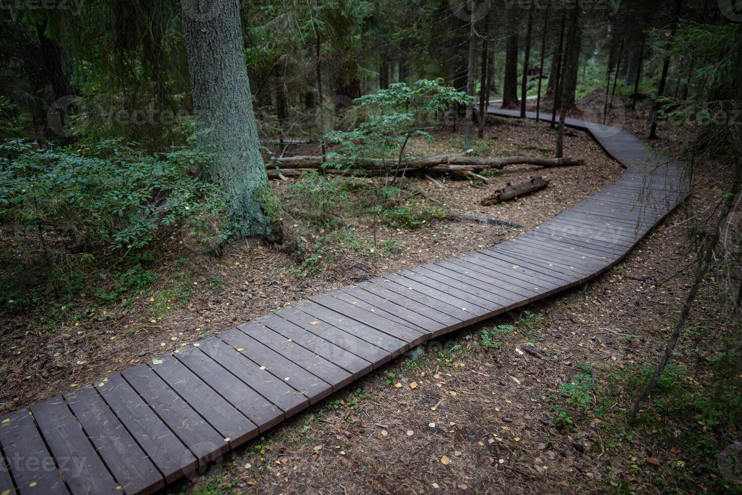 Ecological trail in autumn, footpath in national park through dense dark coniferous spruce forest photo