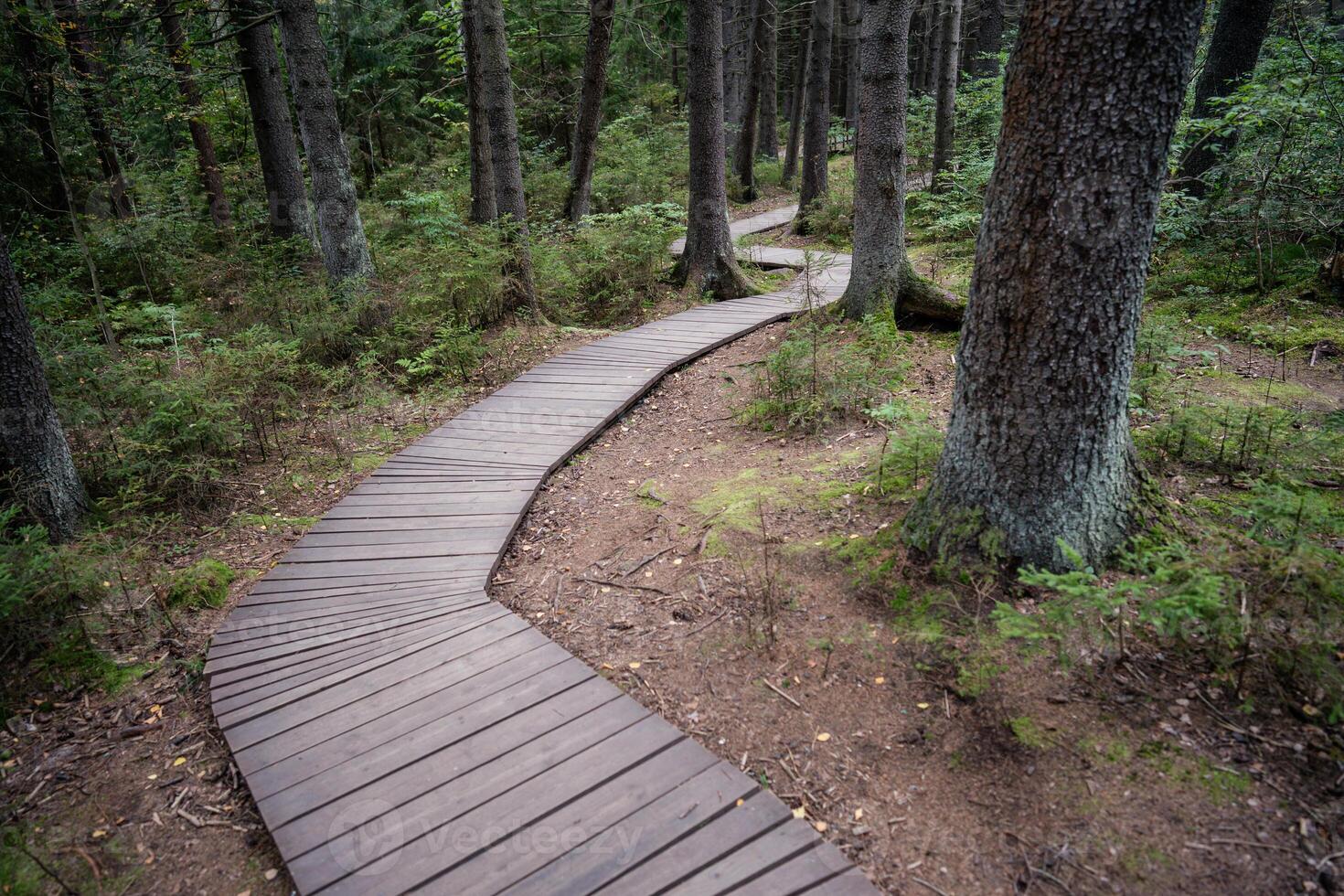 Empty ecological trail in dense dark coniferous forest in autumn. Hiking trail in woodland photo