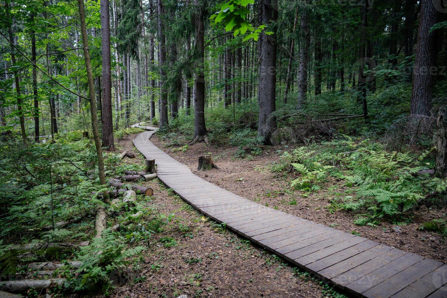 Empty ecological trail in dense dark coniferous forest in autumn. Hiking trail in woodland photo