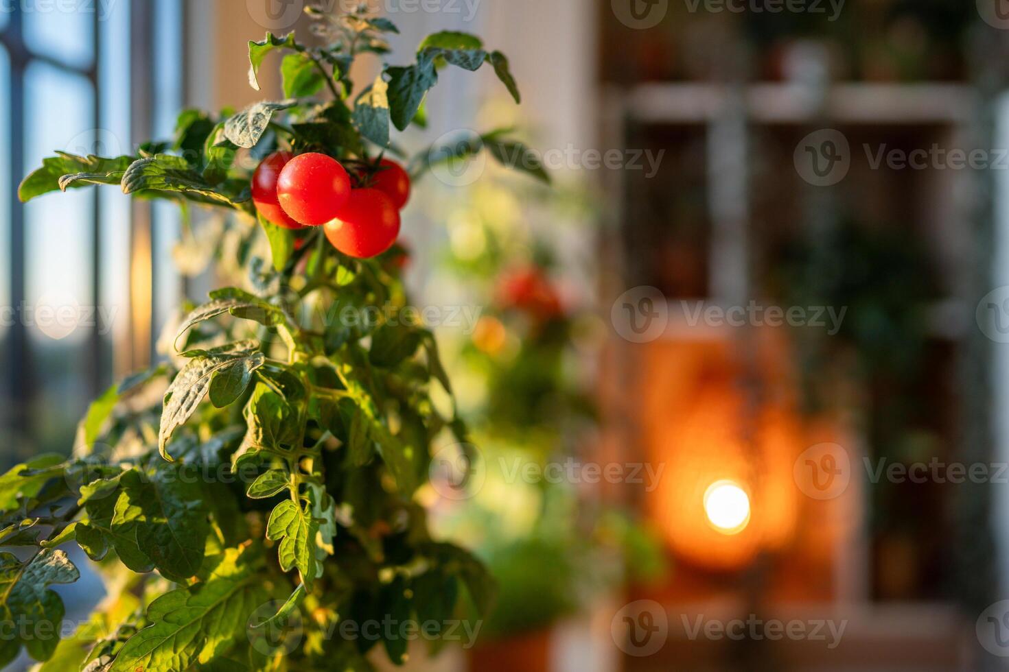 Closeup of ripe red cherry tomatoes first appear on branch of plant in pot at home. Domestic garden photo