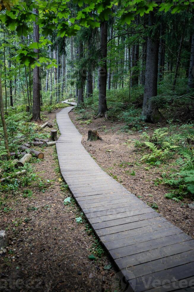 Empty ecological trail in dense dark coniferous forest in autumn. Hiking trail in woodland photo