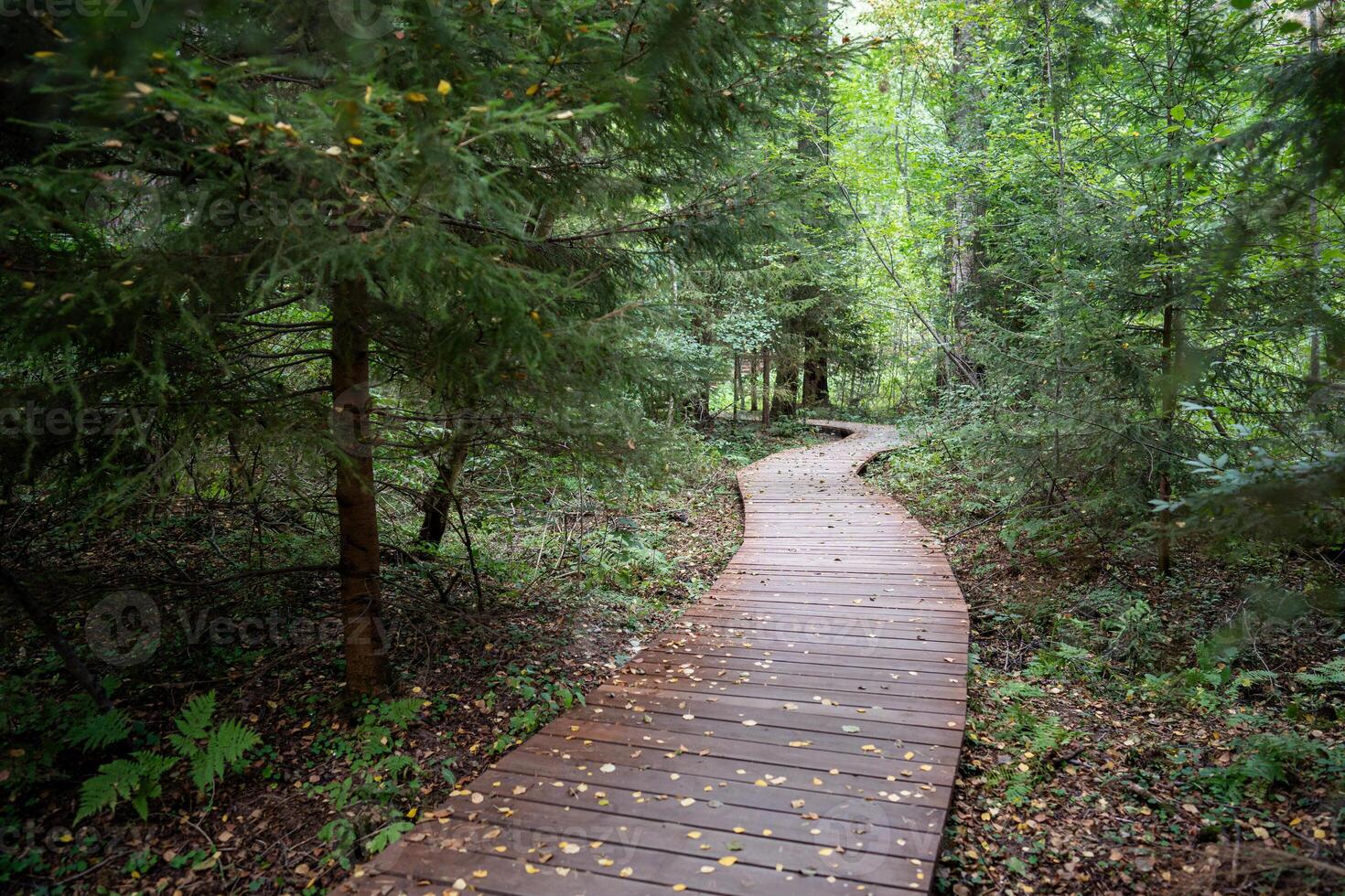Empty ecological trail in dense dark coniferous forest in autumn. Hiking trail in woodland photo