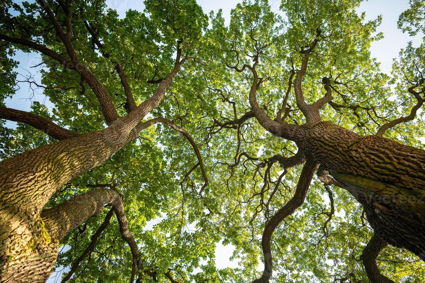 Large oak trees spread crown and branches in park from below. Tree canopy shields plant from wind photo