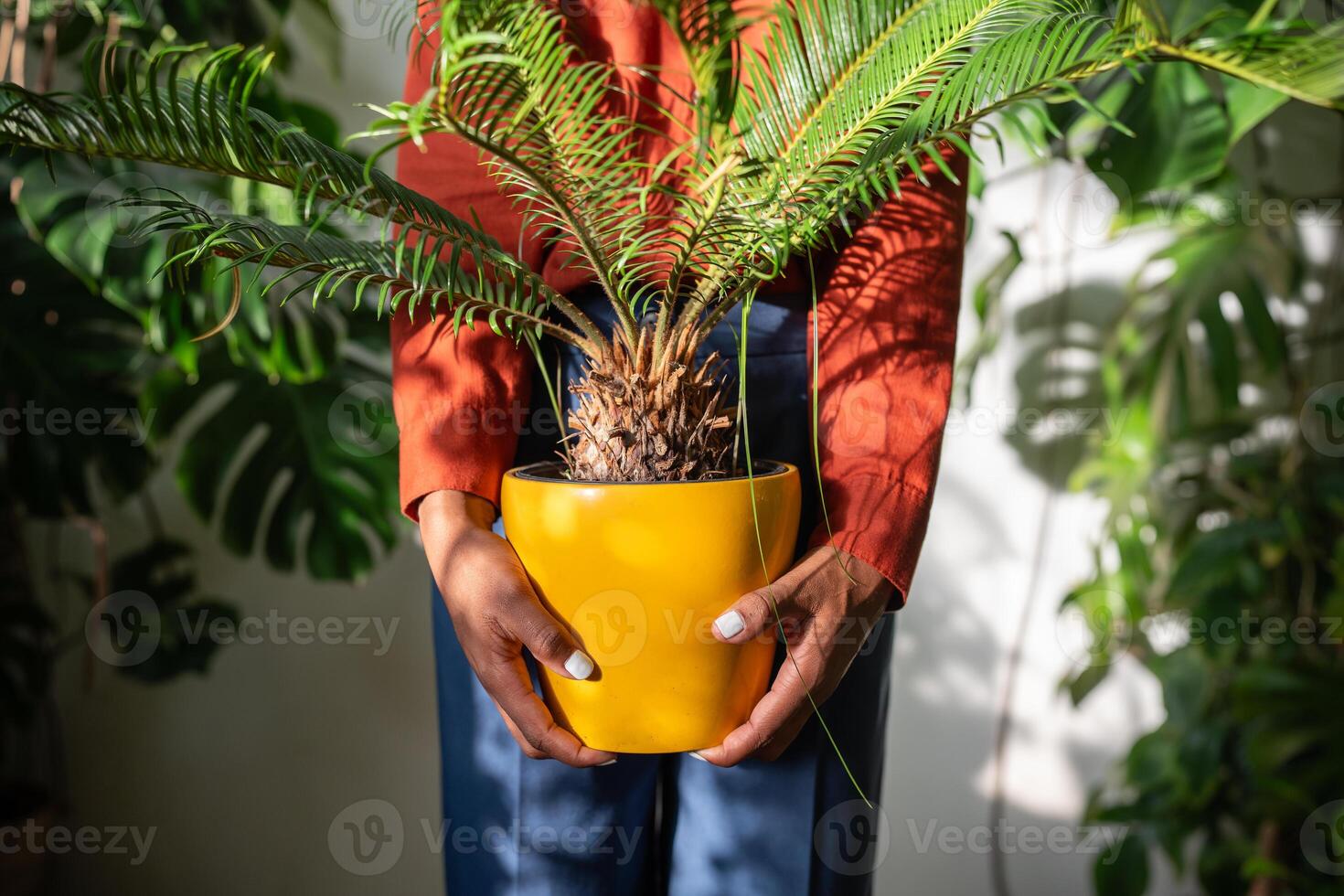 African American woman gardener holding in hands houseplant Cycas in yellow pot at home garden photo