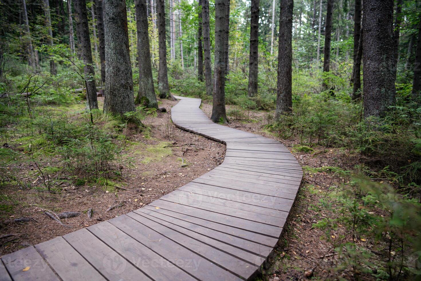 Empty ecological trail in dense dark coniferous forest in autumn. Hiking trail in woodland photo