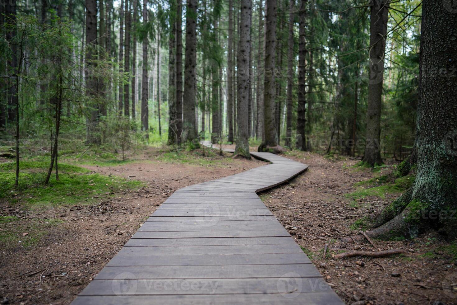 Ecological winding wooden pathway in national park through dark coniferous spruce forest. Trail hike photo