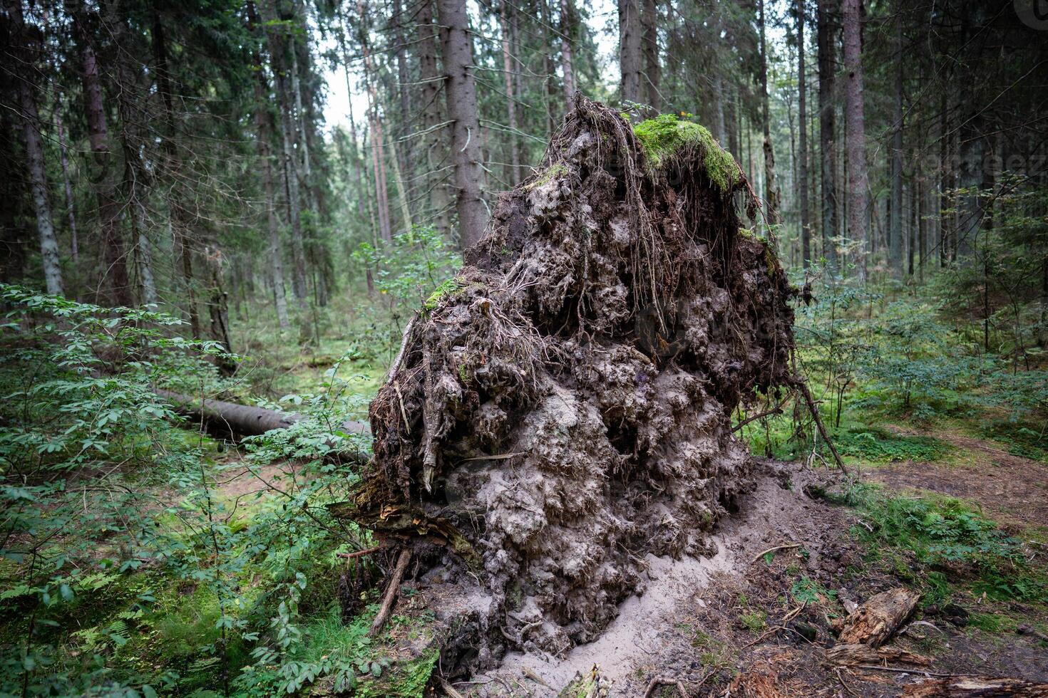 Tree with exposed broken roots, felled by wind during hurricane in middle of forest on edge of woods photo