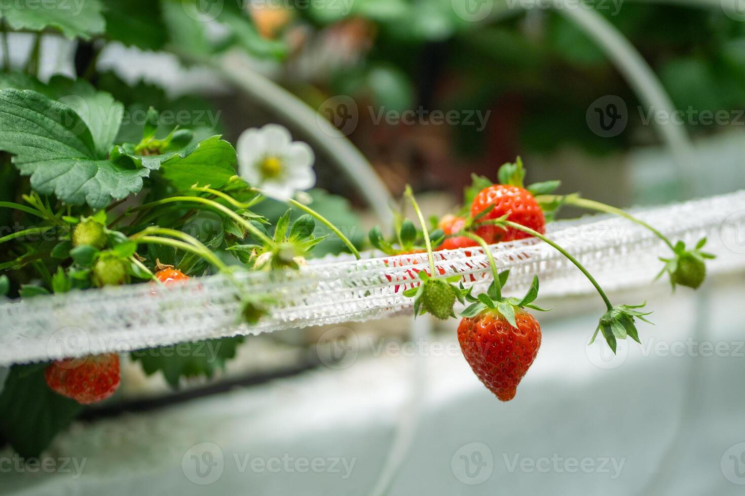Blooming Strawberry cultivation in greenhouse. Mini-farm for growing Fragaria in artificial soil. photo