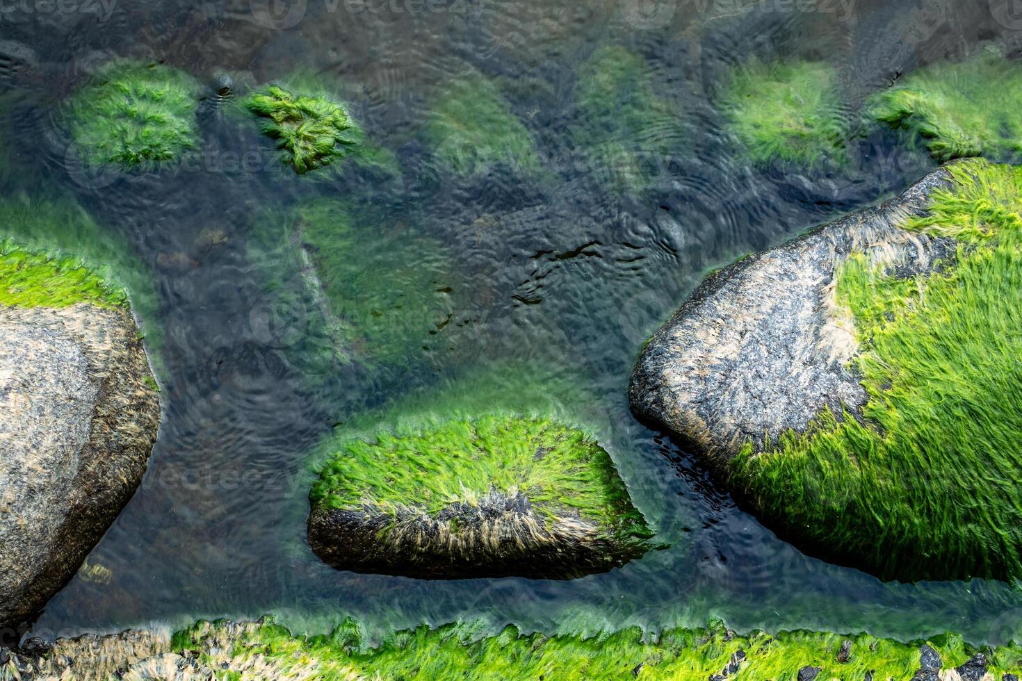 Bright green moss growing on sea stone top view. Green algae covered coastal rocks photo