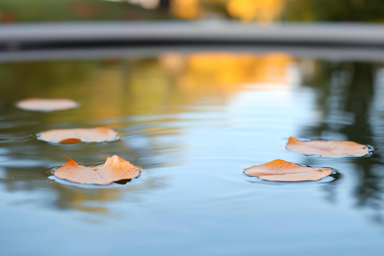 Floating leaves on calm water, reflecting serene autumn colors. photo