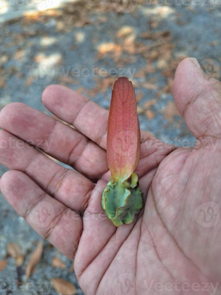 Blurred image of tree seeds in hand photo
