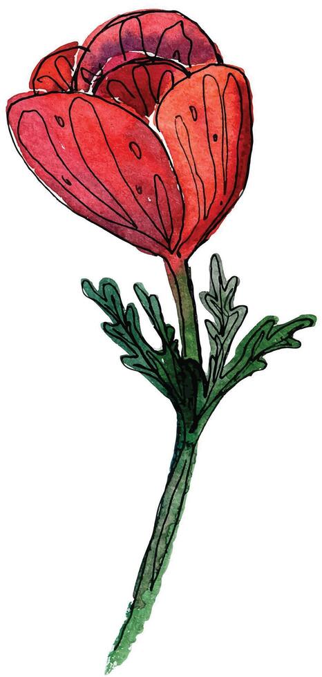 Stylized watercolor drawing illustration of red anemone flower. delicate hand drawn coral flower for your design. Can be used as romantic illustration for souvenirs for valentines day vector