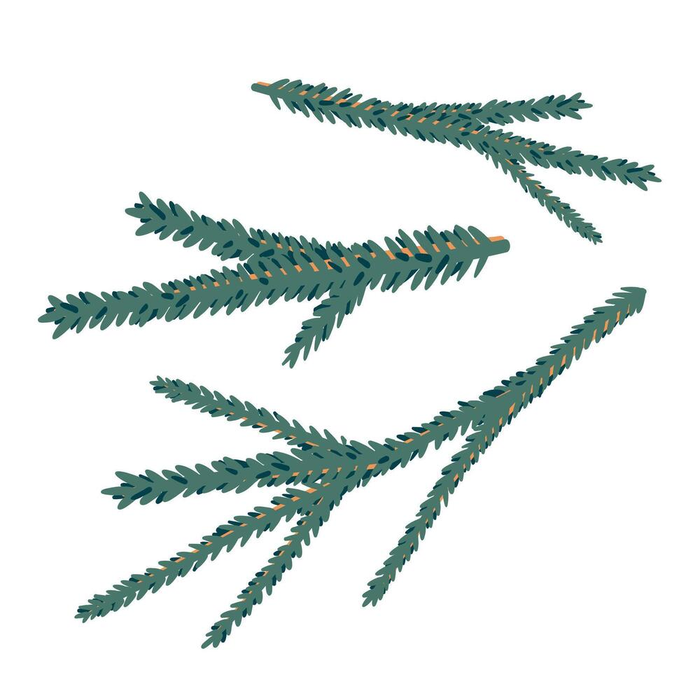 Green Coniferous Branches of Spruce or Pine vector