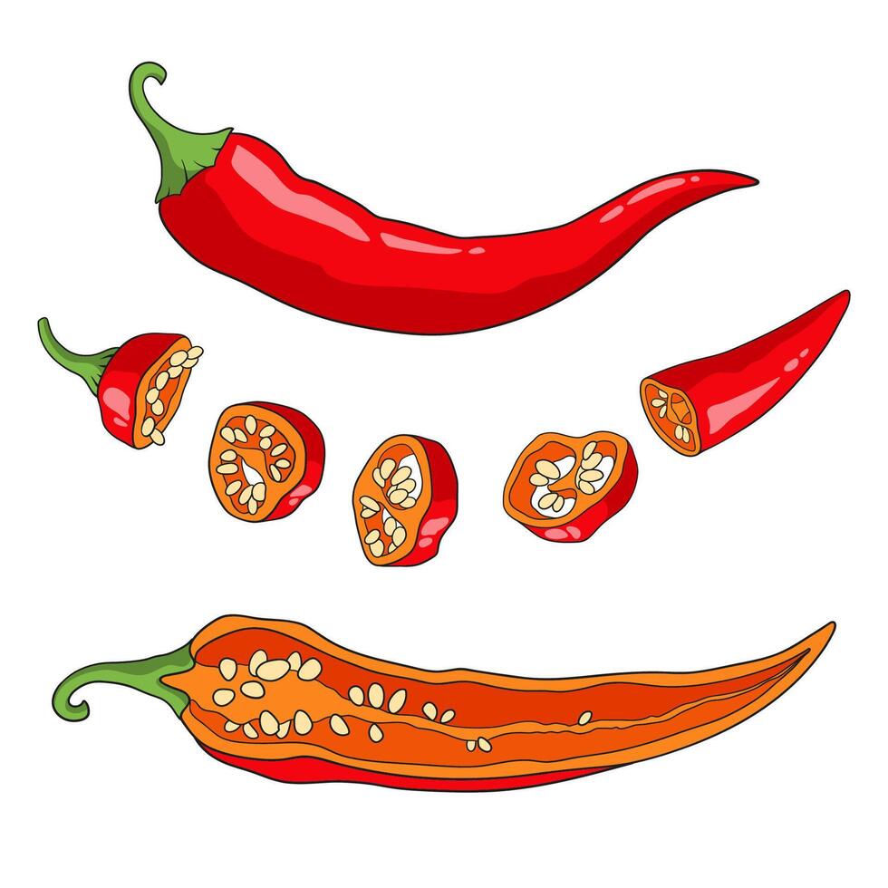 Red Chile pepper cut into pieces, spicy cayenne pepper with seeds, illustration vector