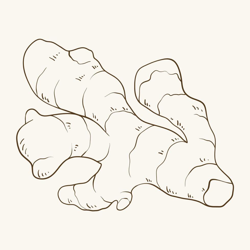 Ginger root, hand drawn illustration vector